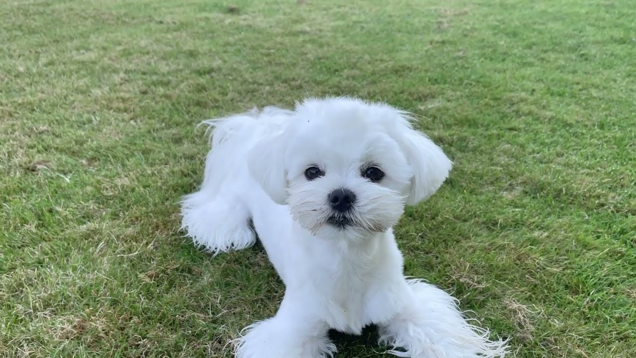 MY MALTESE PUPPY DESTROYED THE GARDEN!