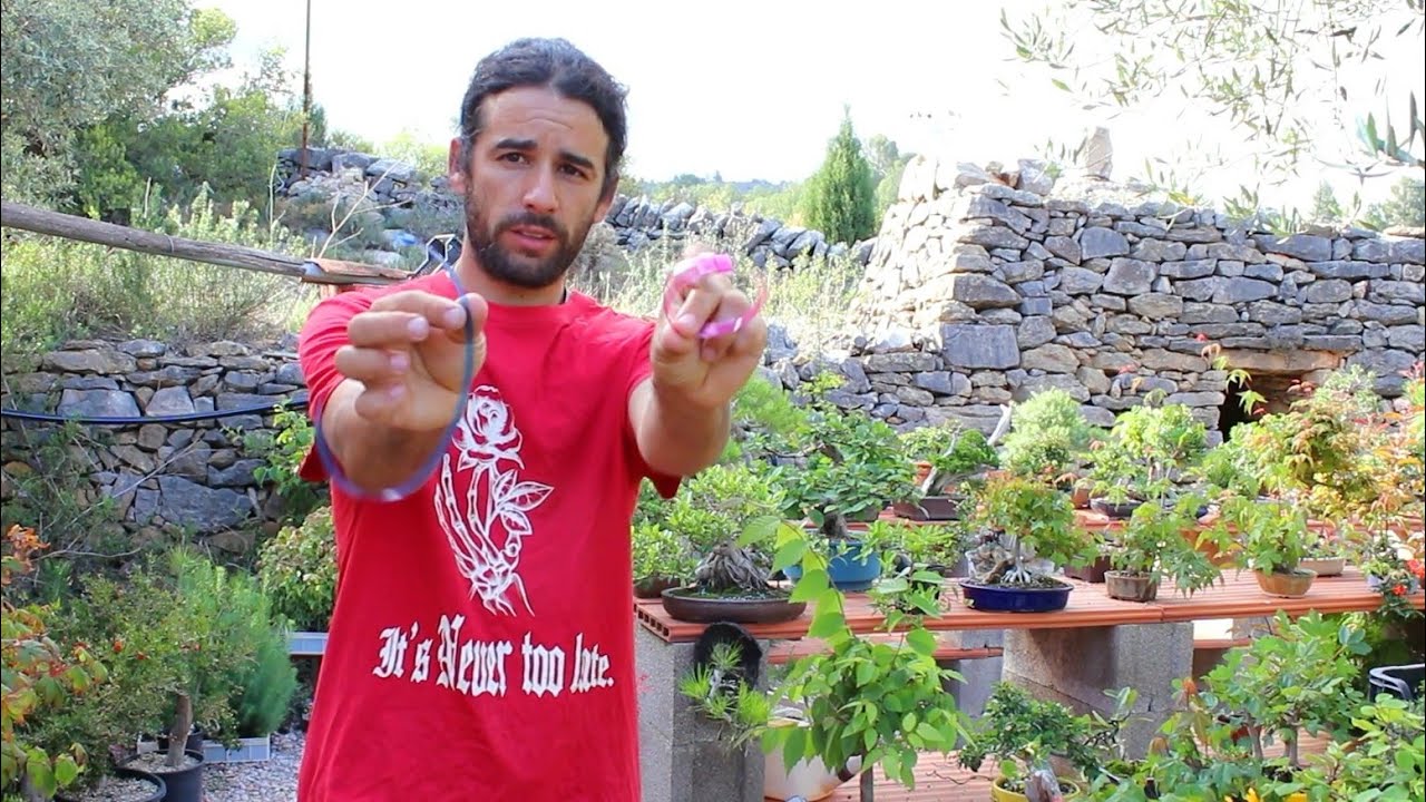 Bridas caseras. Herramientas de bonsai caseras.