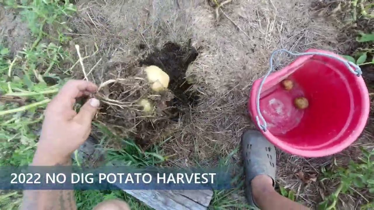 2022 No Dig Potato Harvest!