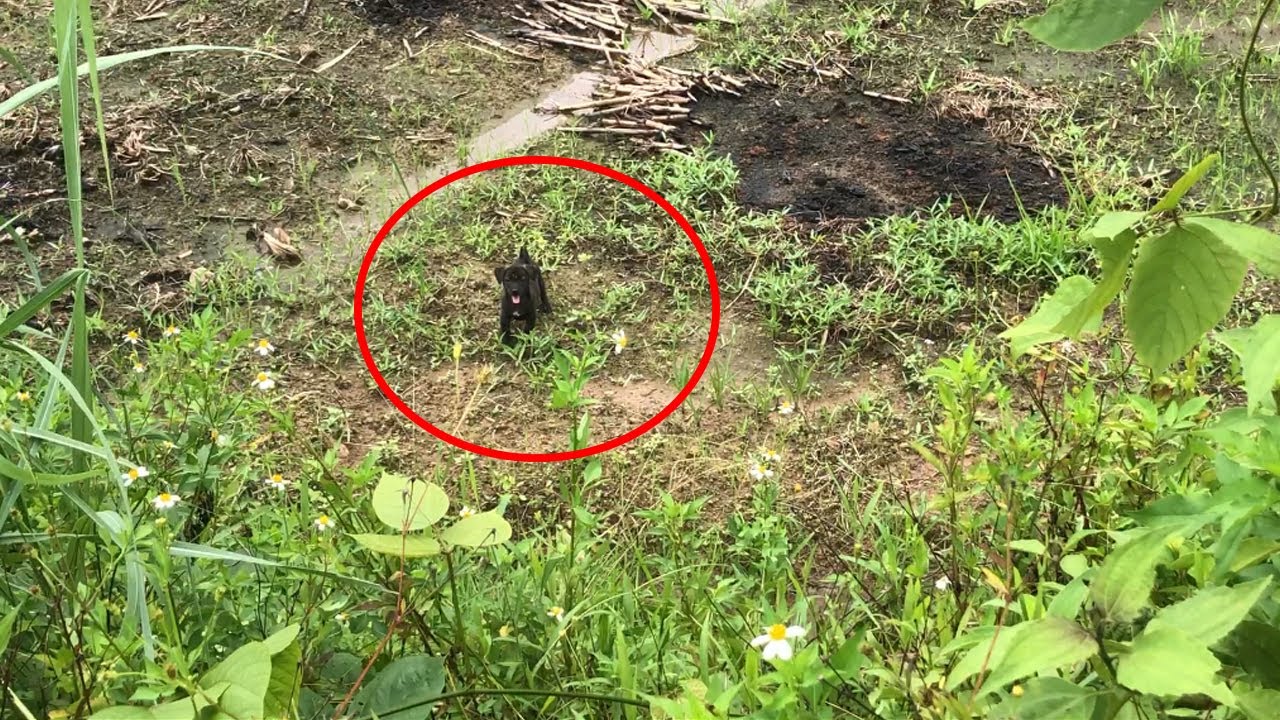 Poor dog burst into tears after being rescued