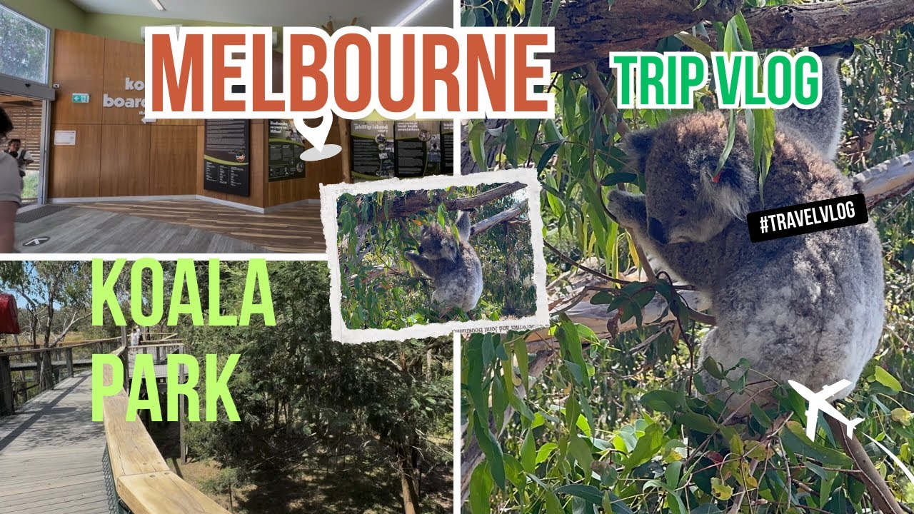 Koala park Melbourne 🐨