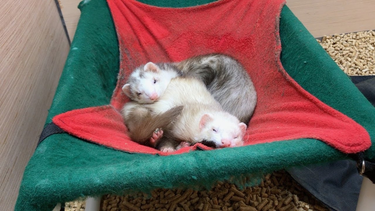 From Closet to Ferret Cage!