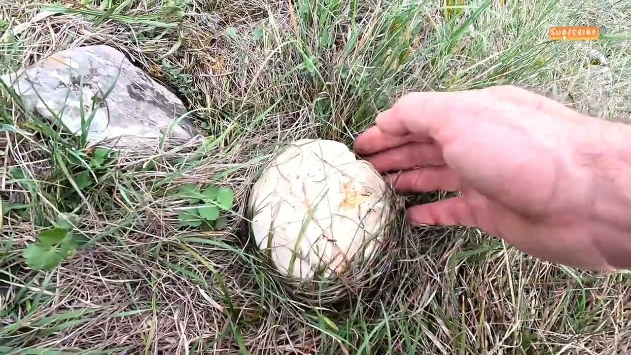 PUNA KORPA LIVADSKOG DIVLJEG SAPINJONA ( Agaricus campestris )
