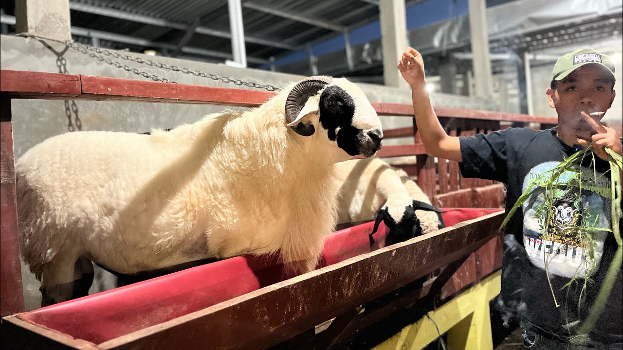 AlADIN 180JT BELUM DI LEPAS ‼️ PUTRA SETYA MUDA FARM TEMANGGUNG