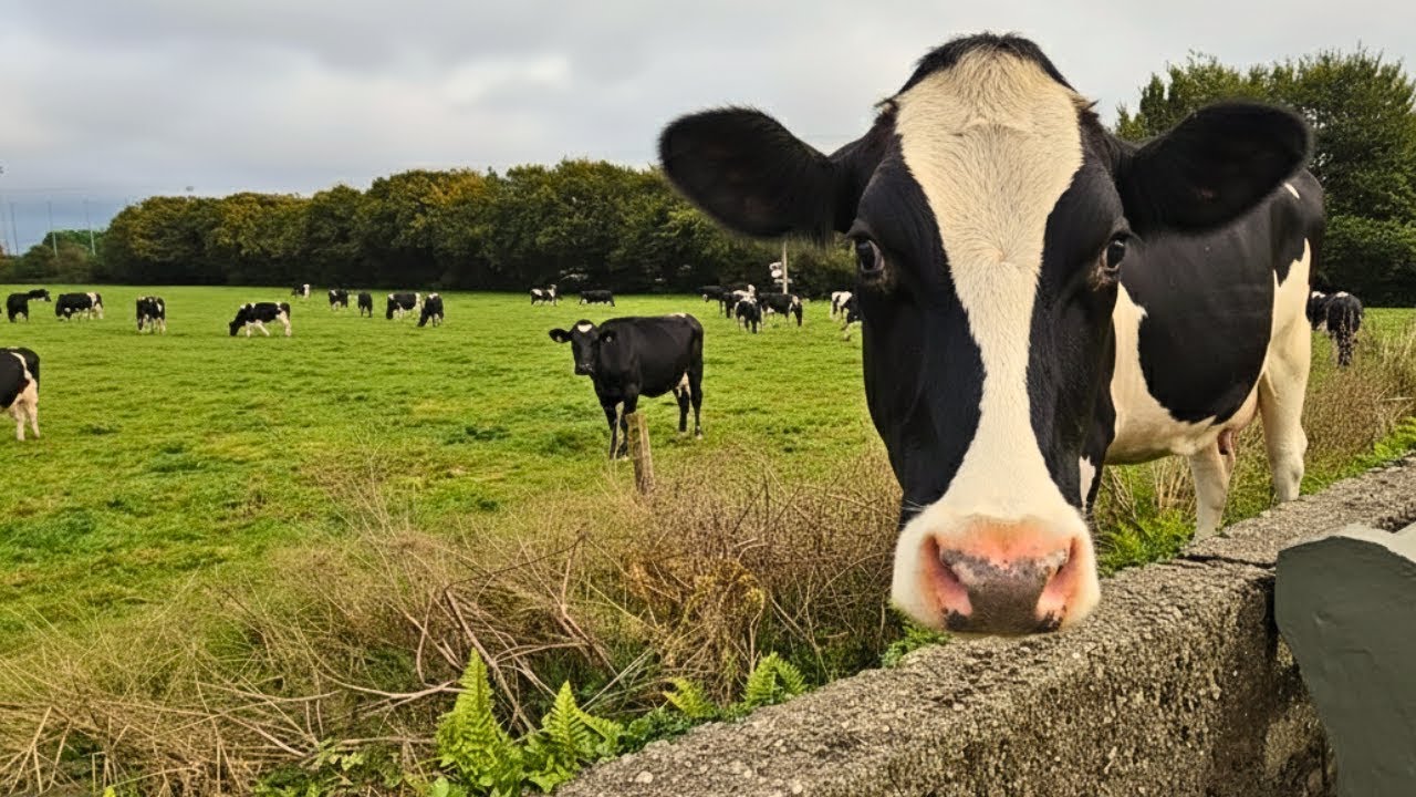 Only in Ireland 🇮🇪 — Cows Living Their Best Life in Wexford
