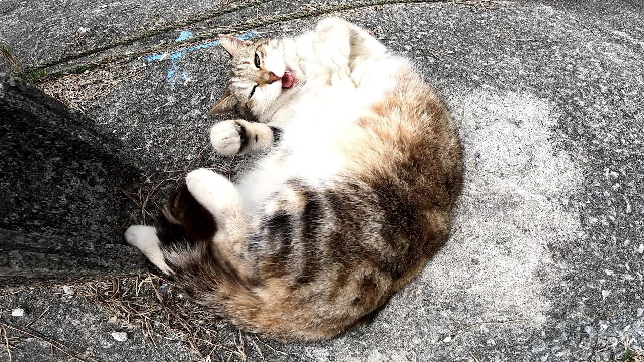 【猫島】強風の中でもゴロンゴロンが大好きな野良猫【沖縄】【奥武島】