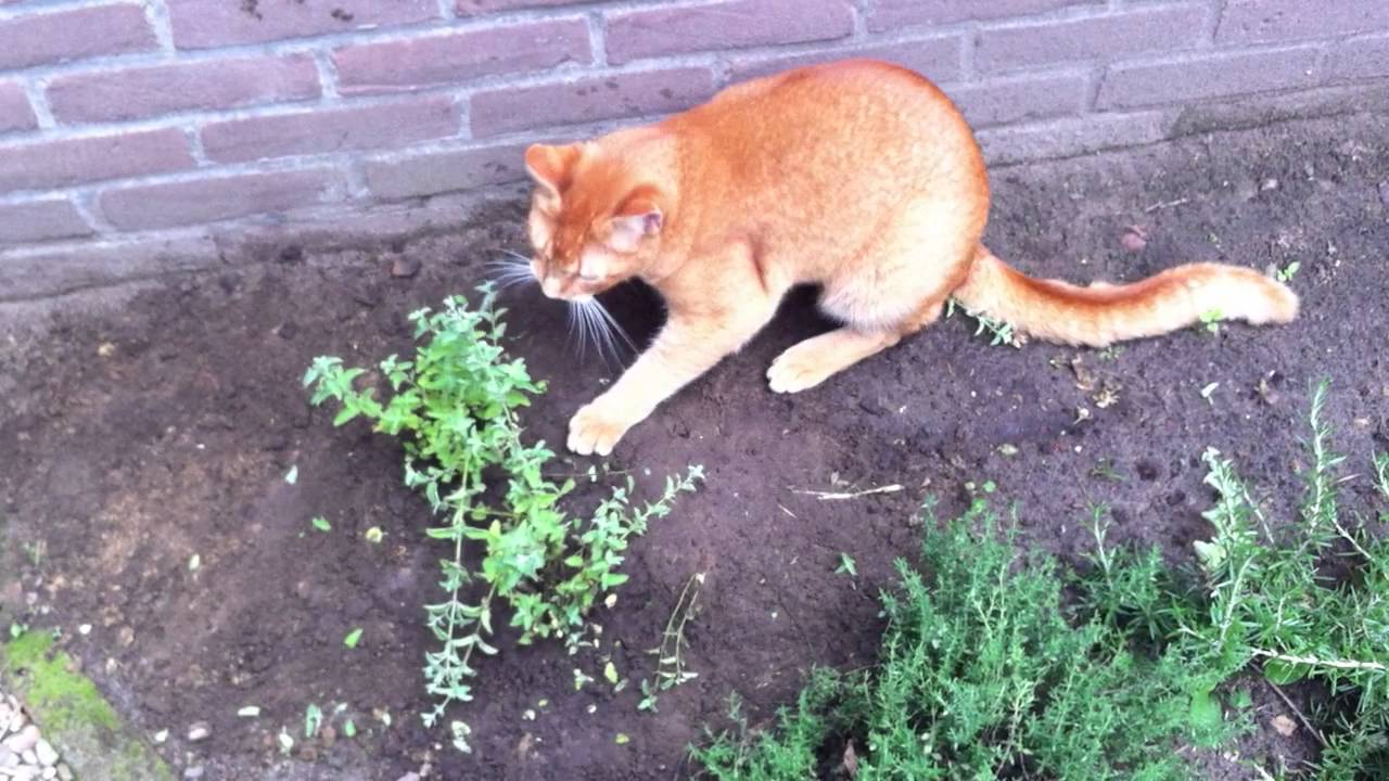 Het effect van Kattenkruid (Nepeta) op Flip