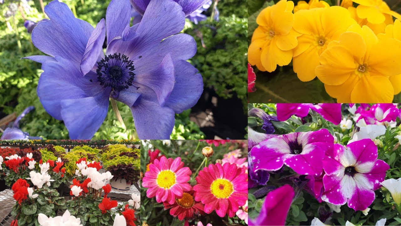 Tour Por Un Jardin Lleno De Muchas Plantas Hermosas Con Muchas Flores
