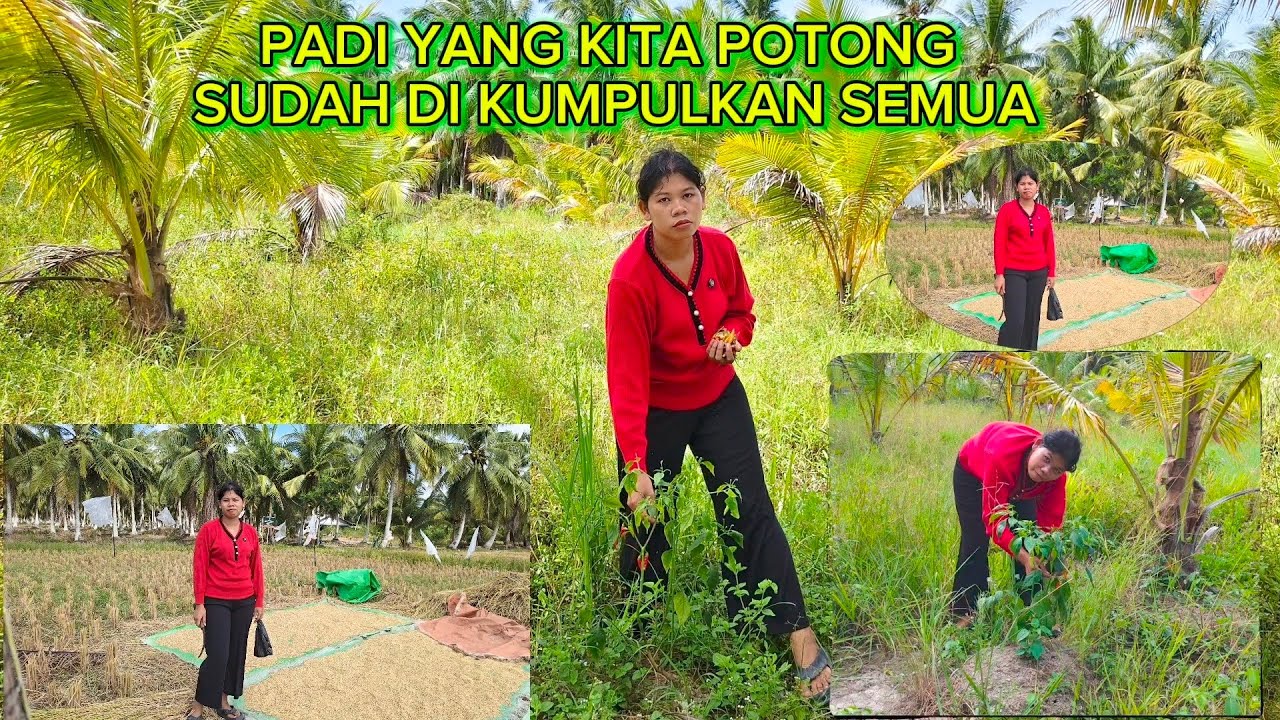 HABIS PULANG DARI LADANG SINGGAH KE KEBUN LIAT PERKEMBANGAN JAGUNG  DAN PETIK BEBERAPA CABE 