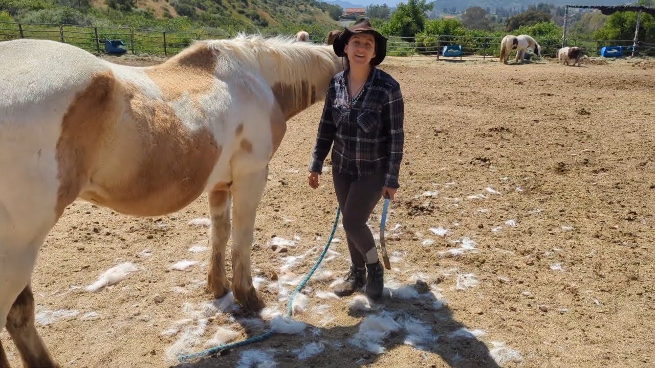 Absolute HORSE SHEDDING Satisfaction!