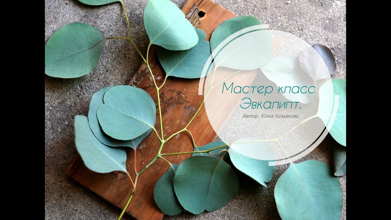 Мастер класс Эвкалипт.