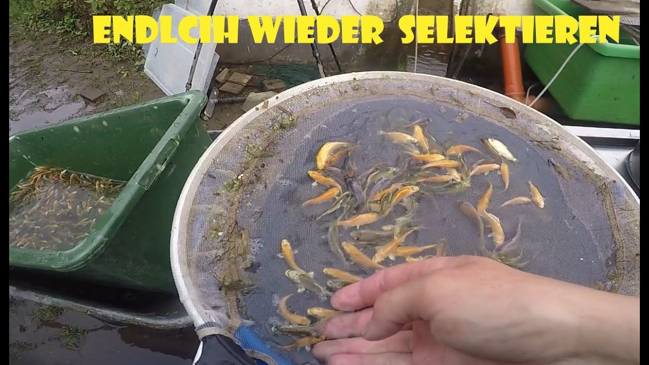 Selektion der abgefischten Koi - Tosai 2021
