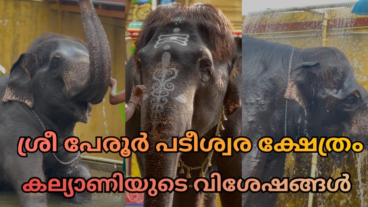 Sri Perur Pateeswarar Temple Coimbatore Tamil Nadu ,KALYANI Elephant