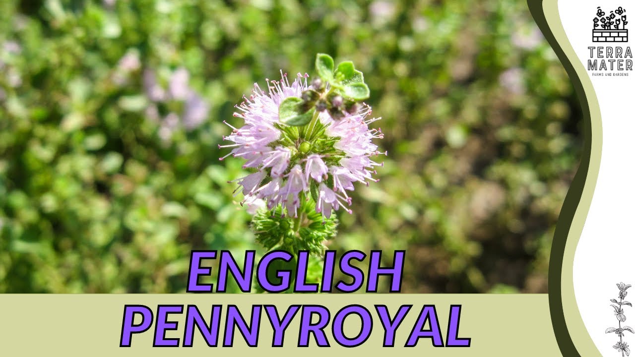 Immersing In The Allure Of ENGLISH PENNYROYAL | Aromatic Herb For Your Garden! (Mentha pulegium)