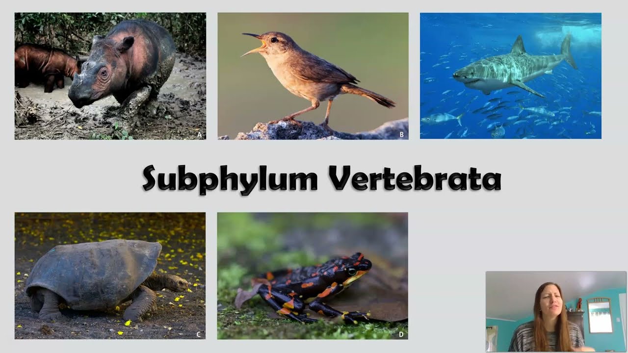 Subphylum Vertebrata: Ectotherm vs Endotherm, Heart Chambers, Cartilage vs Bone
