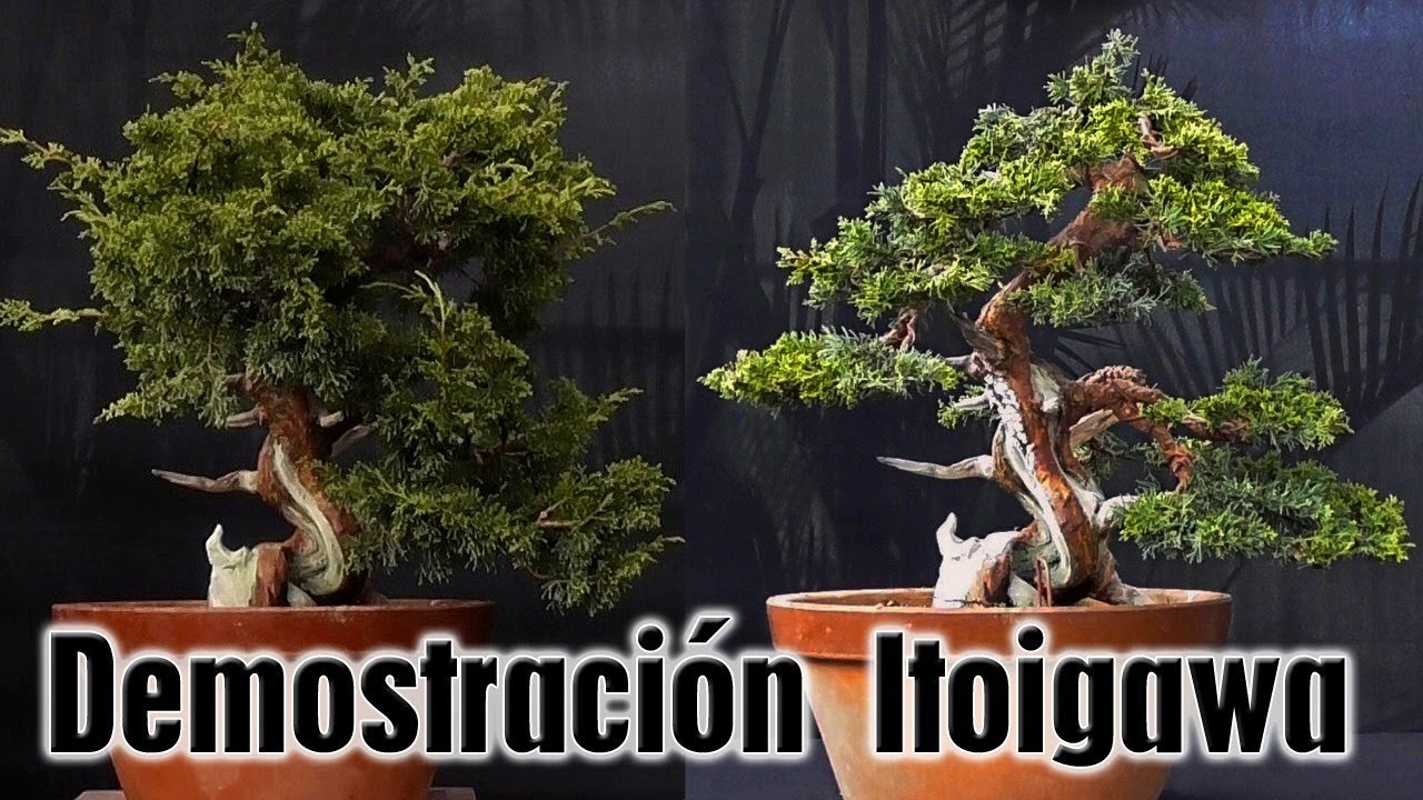 Demostración bonsai junípero moyogi - David Cortizas