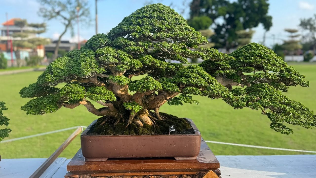 Rất nhiều tác phẩm bonsai đẳng cấp quốc tế trong triển lãm Aspac 2025 tại Indonesia