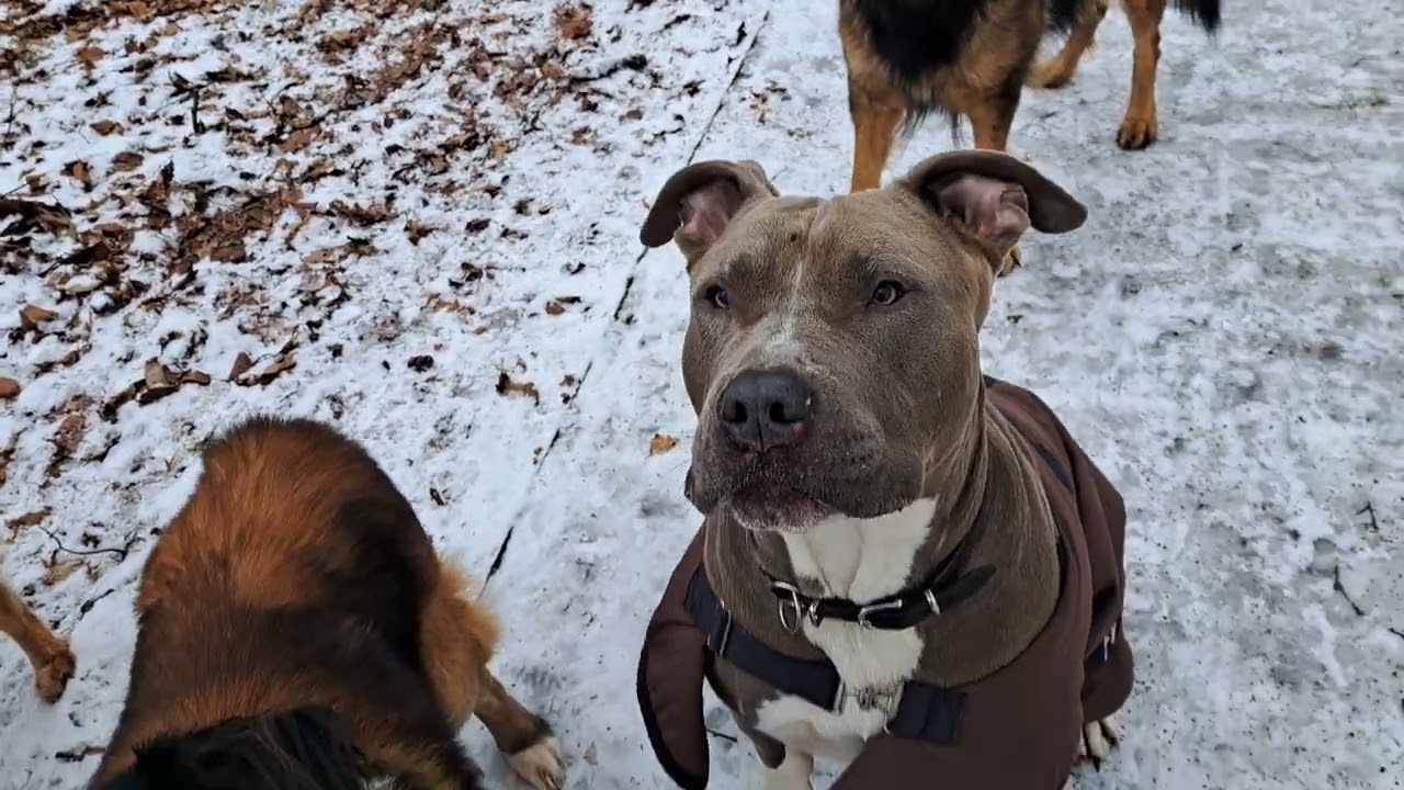 Doggy Dart und warum wir soviele Kekse bekommen. U.a weil sie schnell hören müssen 