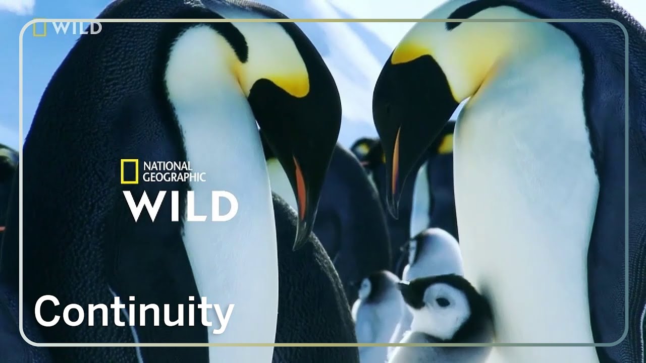 Nat Geo Wild (MENA) - Continuity - March 12, 2025
