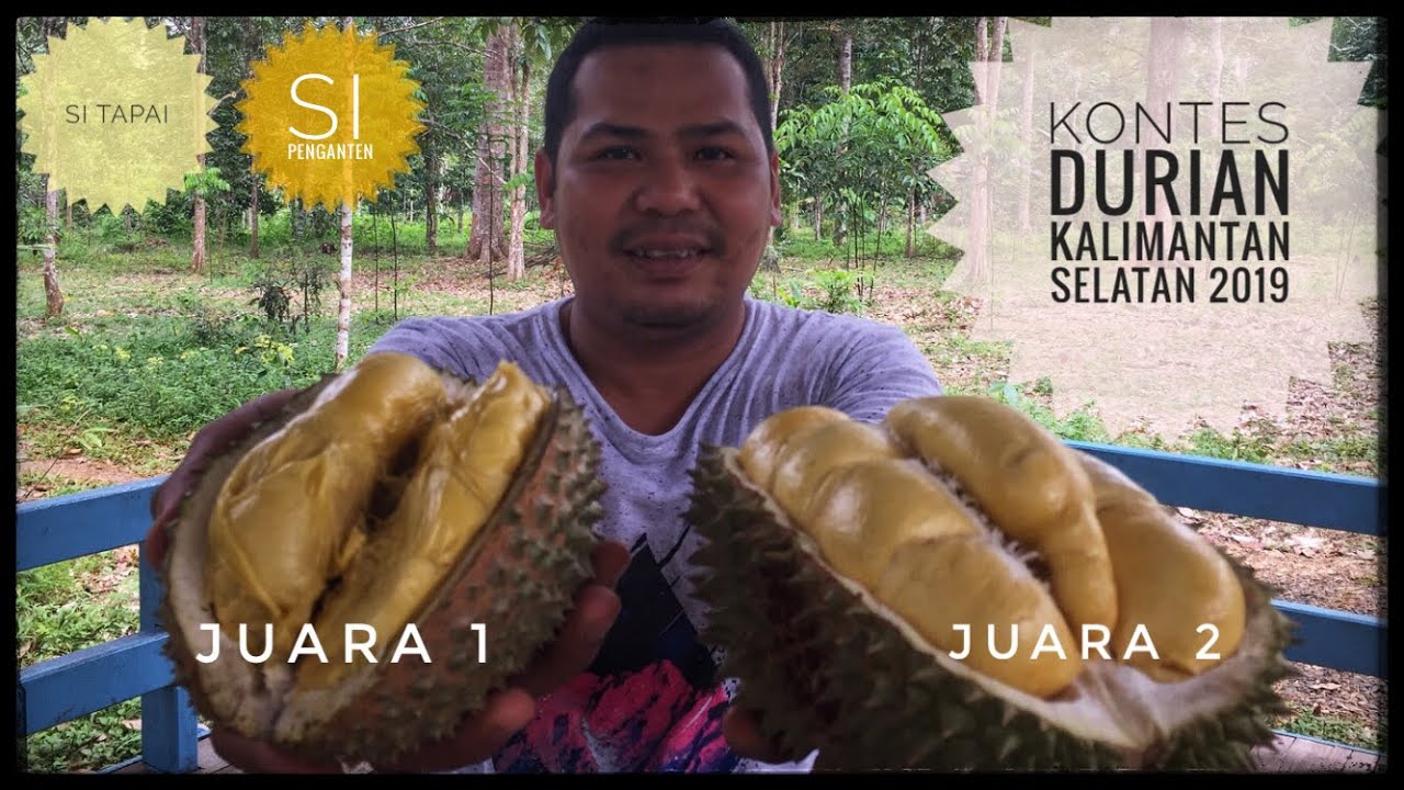 Jalan ke PIT Durian Si Tapai & Si Pengantin, Juara 1 & 2 Kontes Durian Kalimantan Selatan 2019
