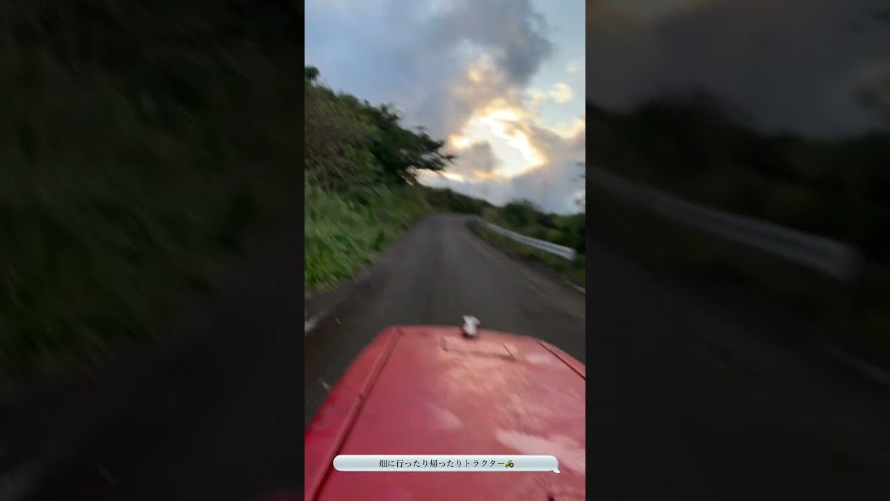 「沖永良部島」いよいよ掘るよ　その前にこの間のジャガイモの高さまでロータリー掛けます「ぼっち農家🧑‍🌾」