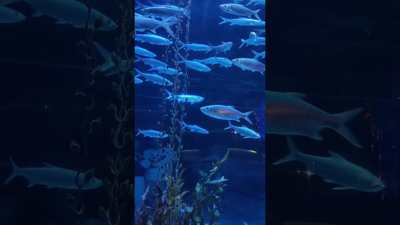 Pergi jalan jalan keliling keliling di Jakarta Aquarium 