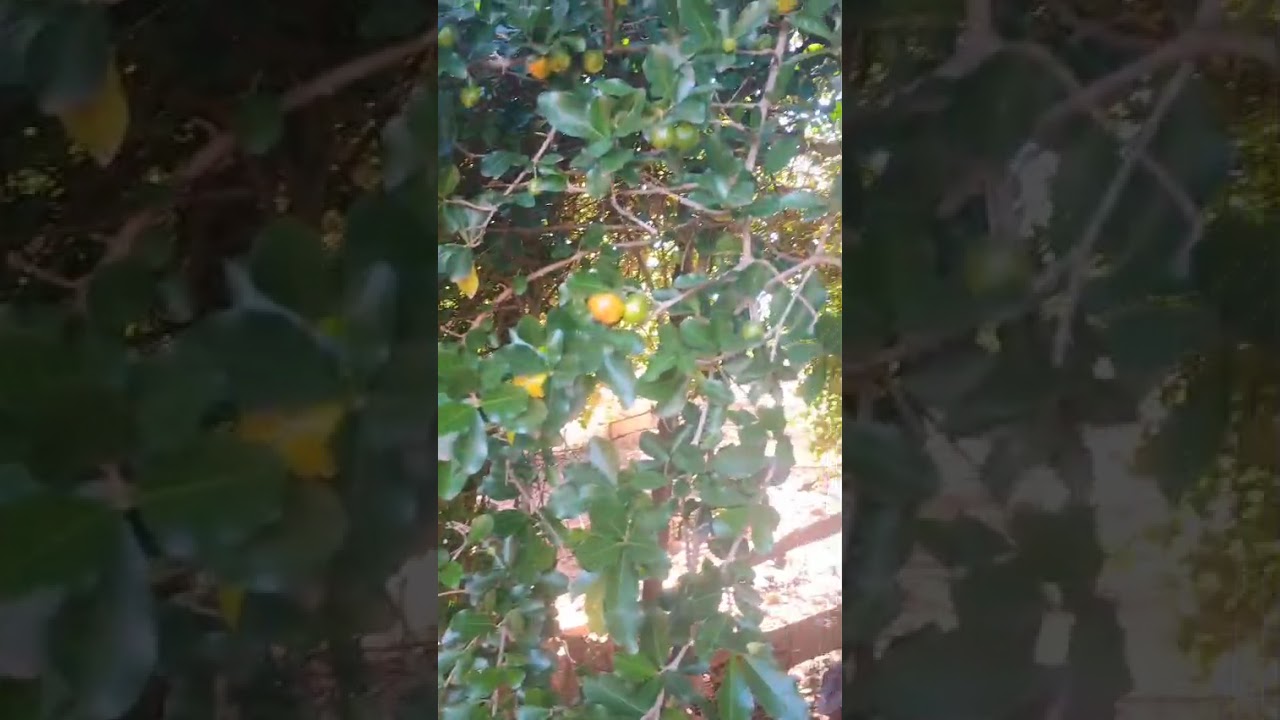 Deliciosa vida na roça,