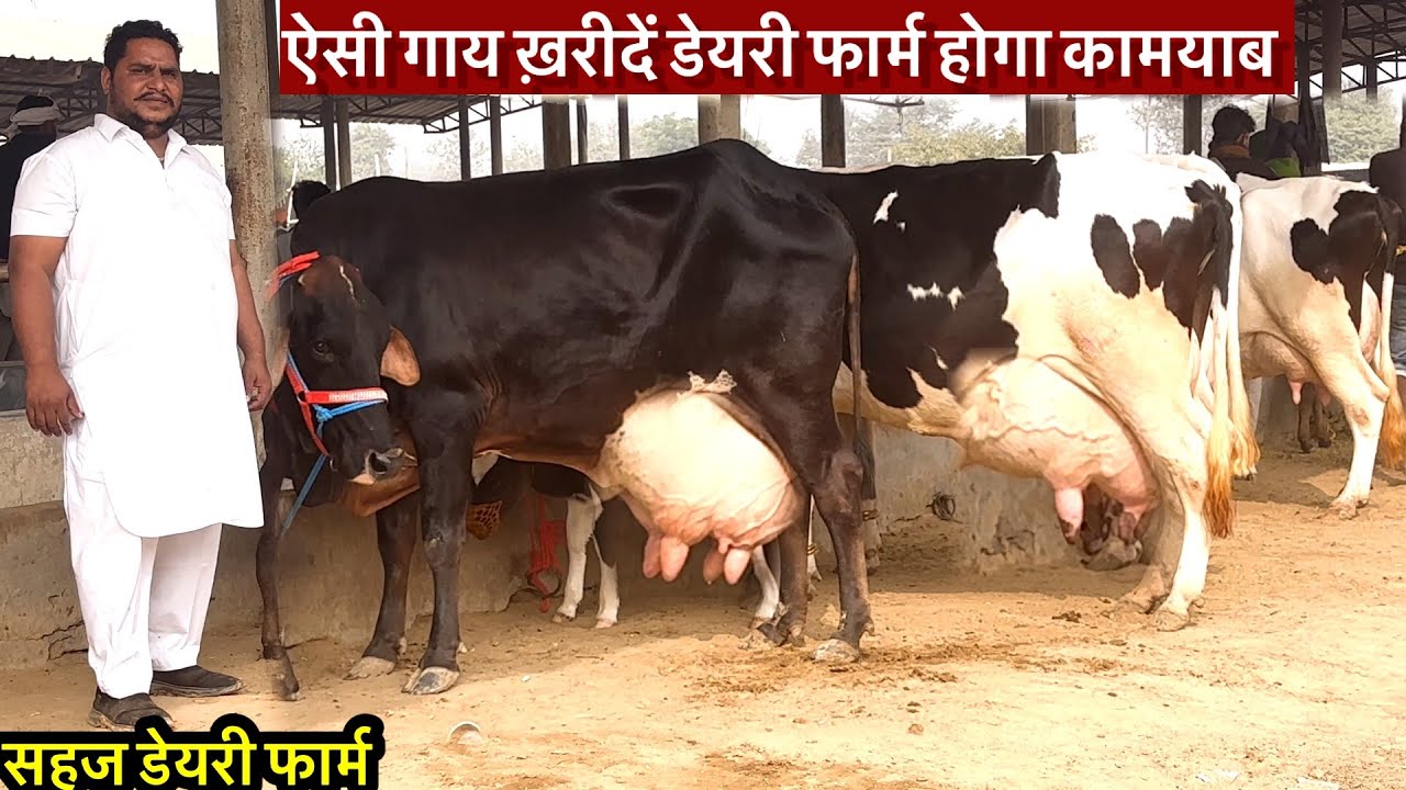 ऐसी गाय ख़रीदें आप का डेयरी फार्म होगा कामयाब ॥सहज डेयरी फार्म  #rajusirsa