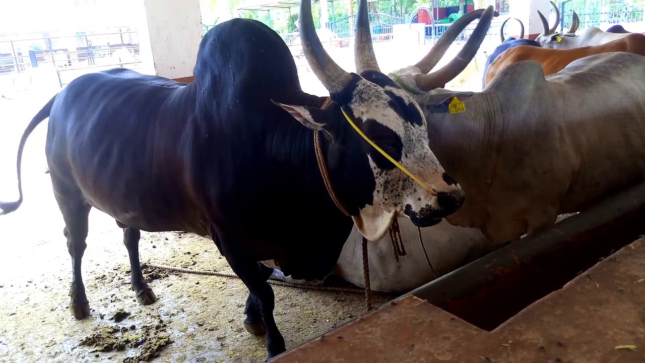 Kosalai - Native cow breeds - maintenence - A complete review