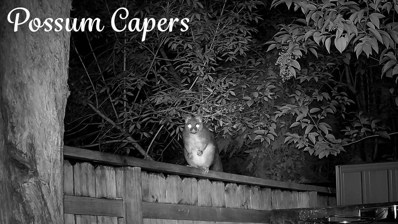 Peaceful Night for the Possums