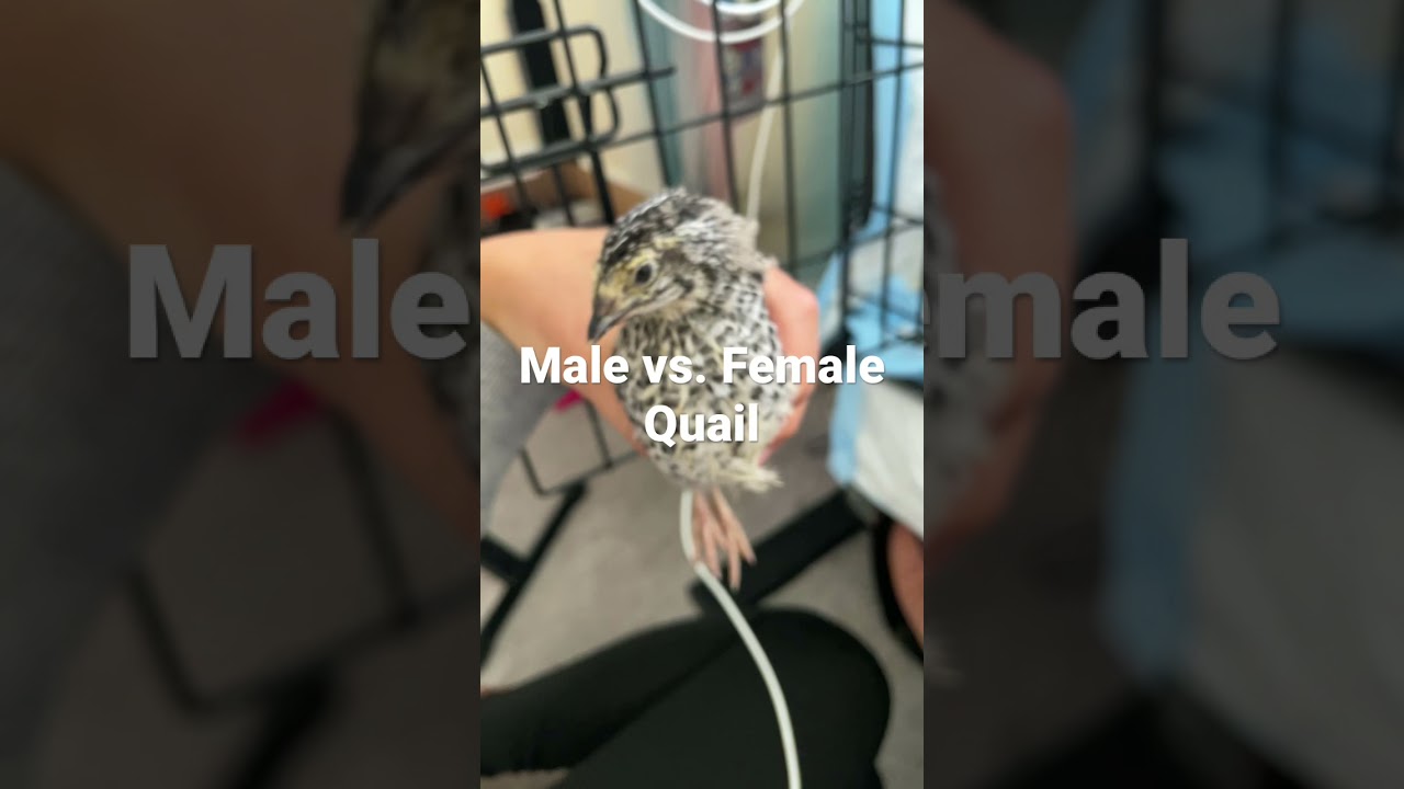 Male vs. Female Quail
