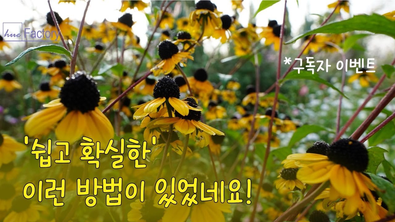 실패율 0% 쉽고 확실한 번식법/하스타타 버베나 번식법/새 정원터 잡목 정리/에케네시아, 갈색눈의 수잔 분주&이식/구독자이벤트/Korean country garden/