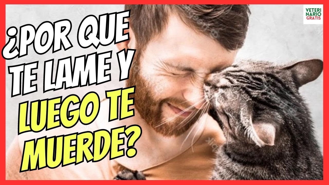 🔴 ¿PORQUE MI GATO ME LAME Y LUEGO ME MUERDE? 🔴
