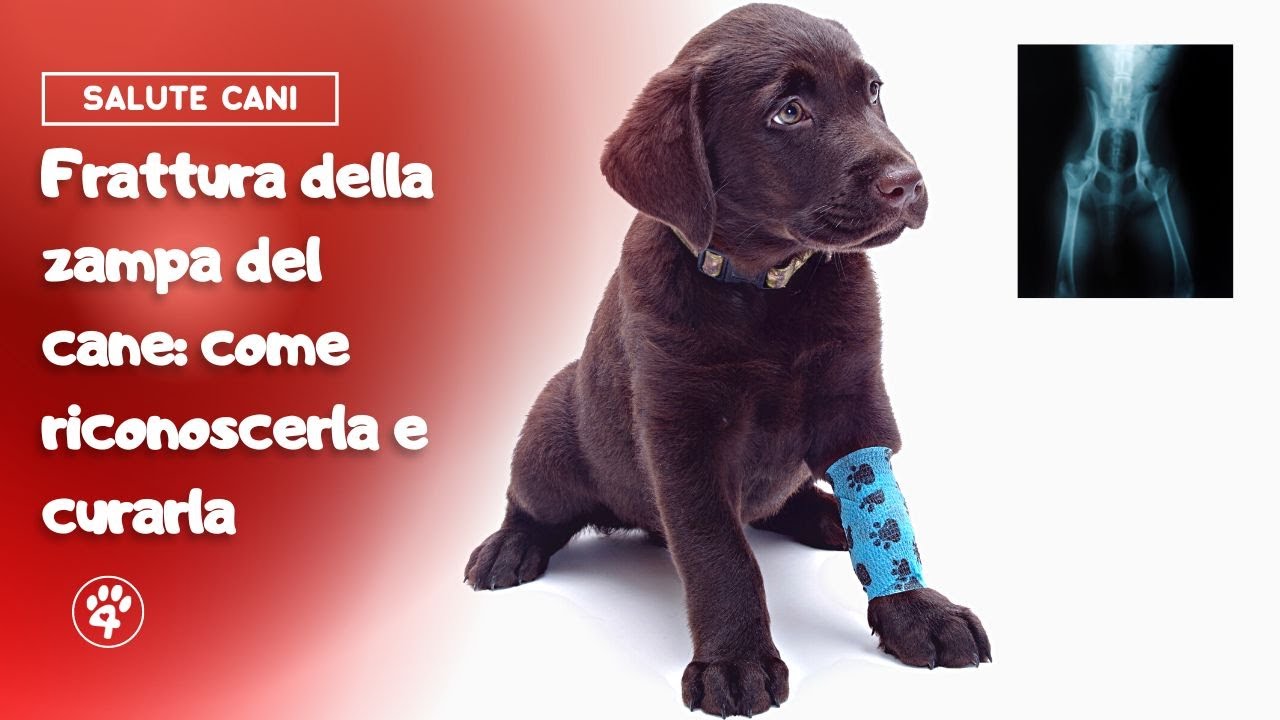 Frattura della zampa del cane: come riconoscerla e curarla| Amoreaquattrozampe.it