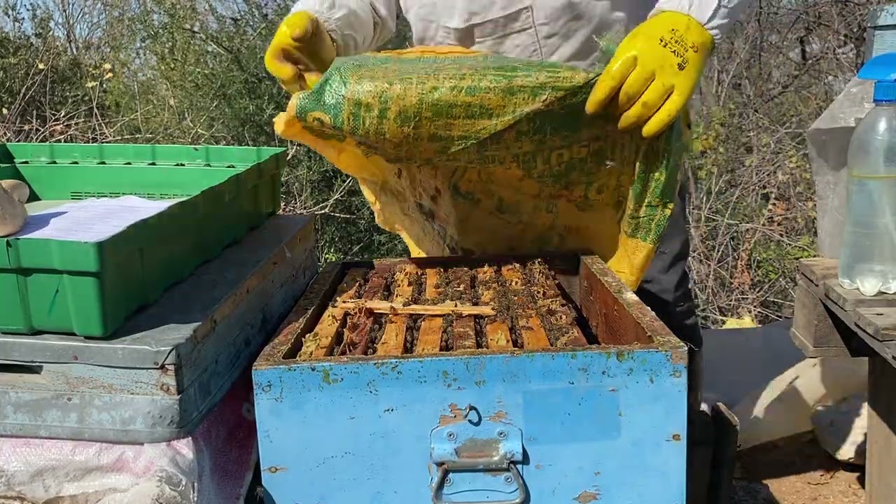 Arıları Beslemek Şart mı? Beslenen ve Beslenmeyen 2 Kovanın Balını Karşılaştırıyorum! Sezonluk Deney