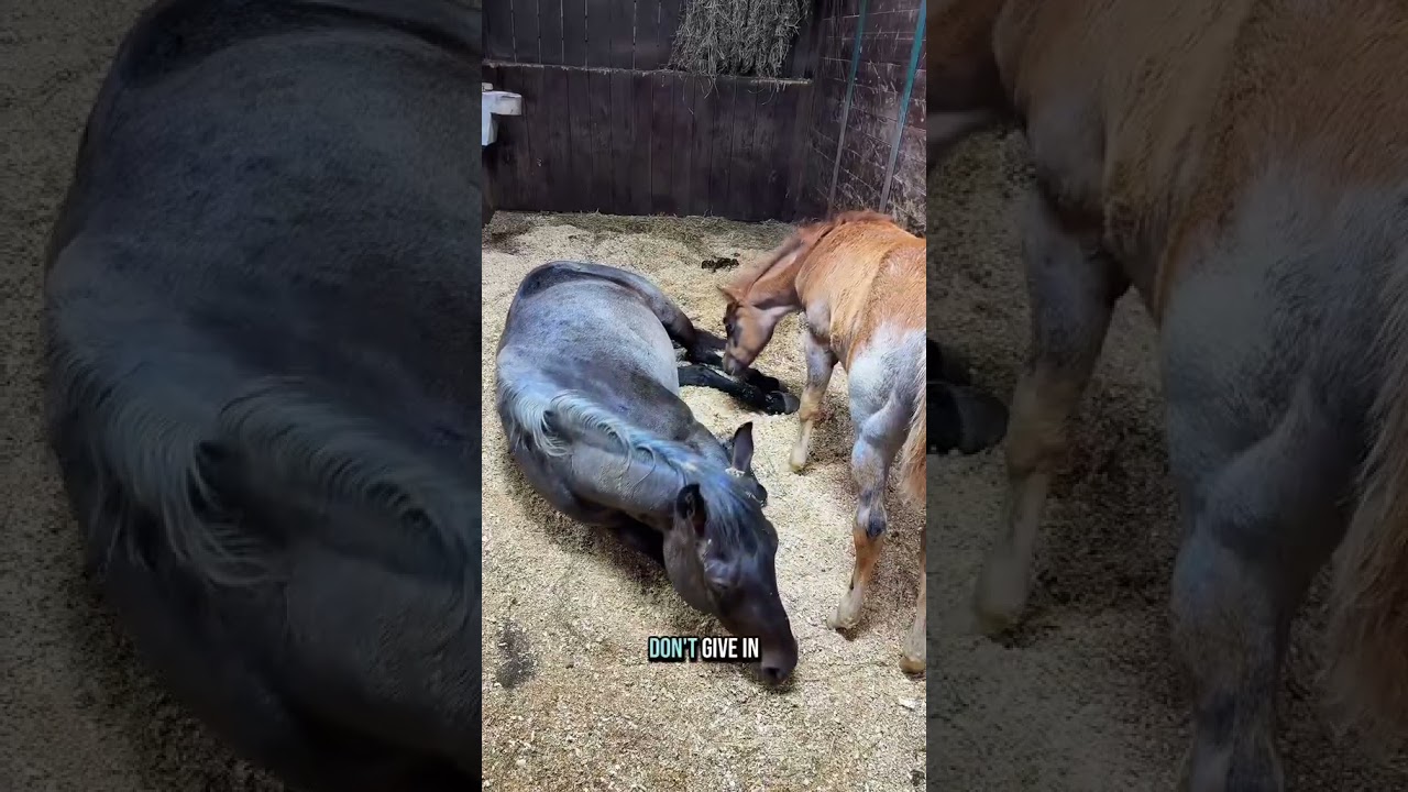&ldquo;I&rsquo;m hungry, Mom!&rdquo; &mdash; Ruby the baby horse doesn&rsquo;t take no for an answer!