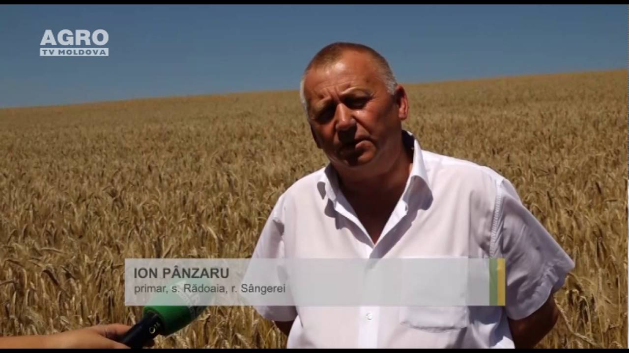 Triticalele, cultura viitorului