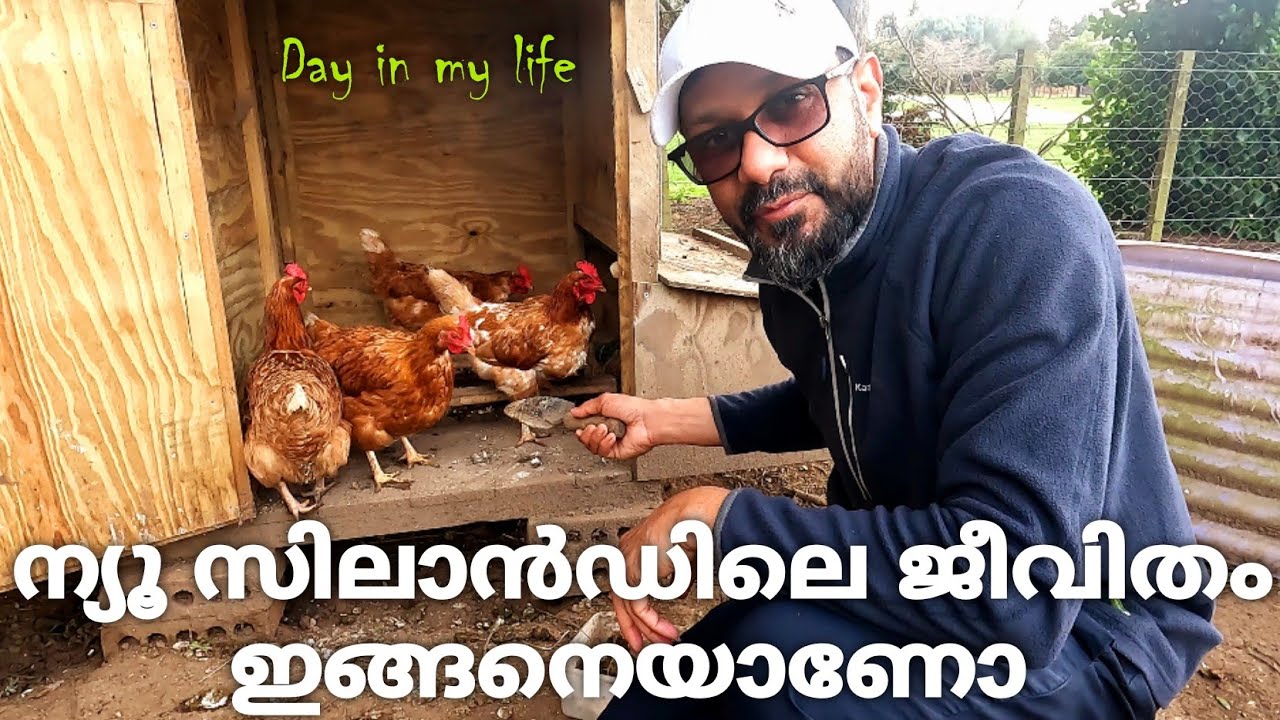 ന്യൂ സിലാൻഡിൽ കോഴി വളർത്തലാണോ ജോലി|New Zealand Malayalam Vlog|Mallu Farming Vlog | New Zealand Mallu