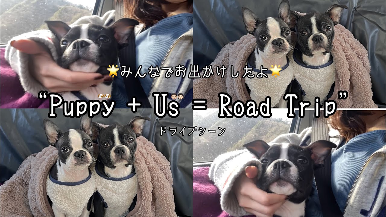 【ボストンテリアVlog #18】子犬を連れてまったりドライブデート|岩手