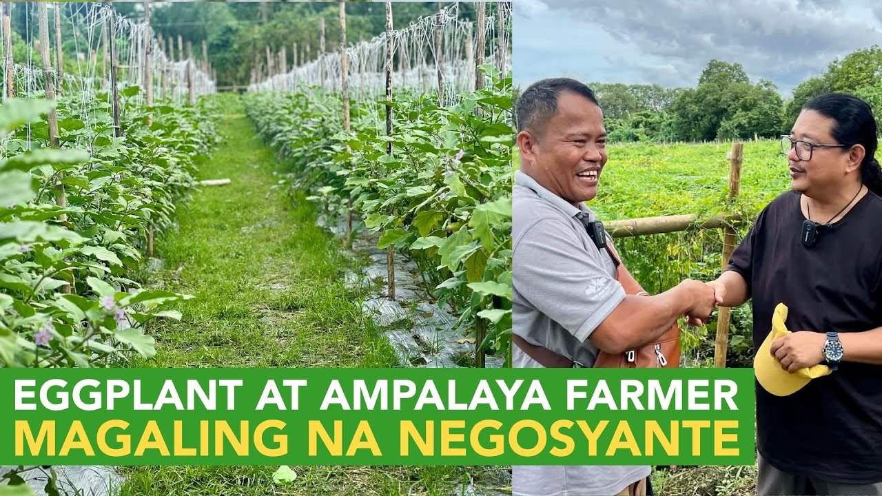 Eggplant at Ampalaya Farming: Hindi sya Basta Magaling na Farmer, Sya ay Magaling na Negosyante!