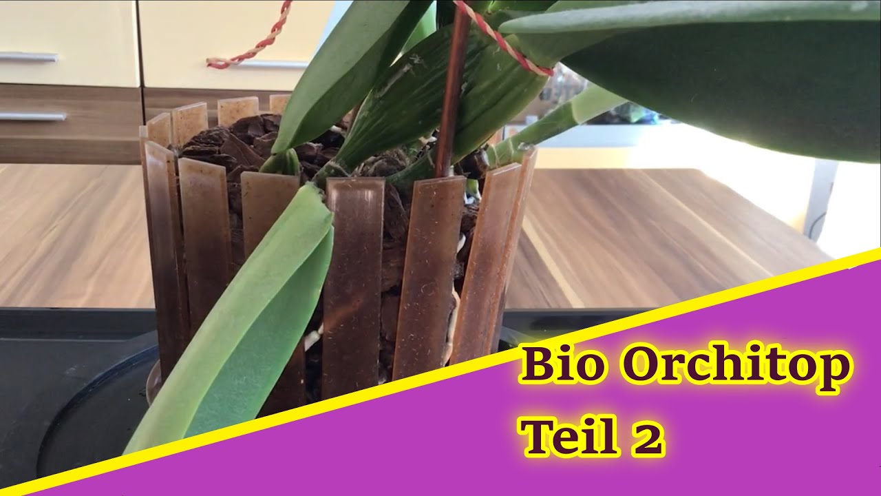 Orchitop Scoop Teil 2 - ein Fazit
