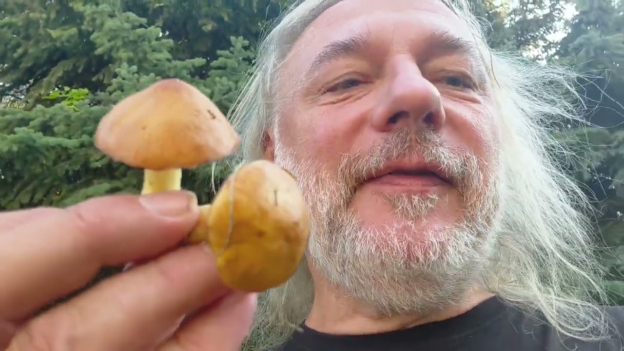 Городские грибы: маслёнок (Suillus)