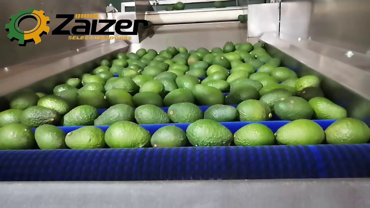 Clasificadora de Aguacate - Tepic Nayarit -  Zaizer Seleccionadoras