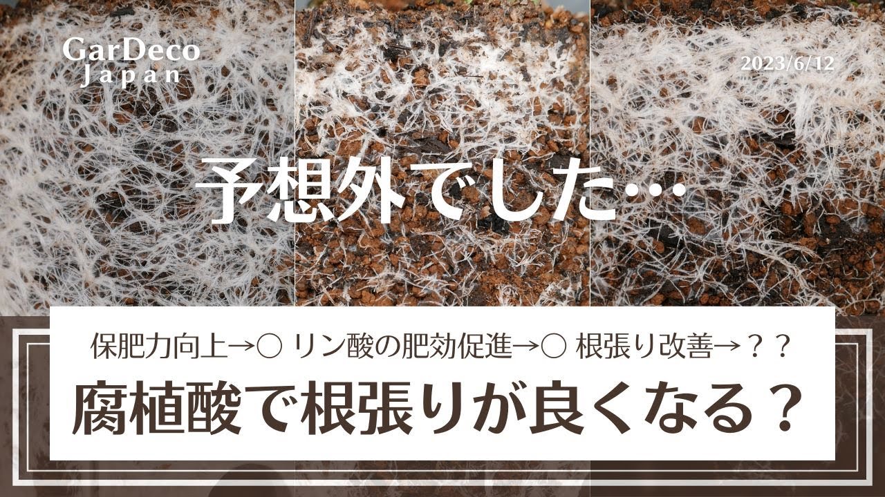 【予想外の結果】腐植酸で根張りが良くなる？また、入れ過ぎるとどうなる？