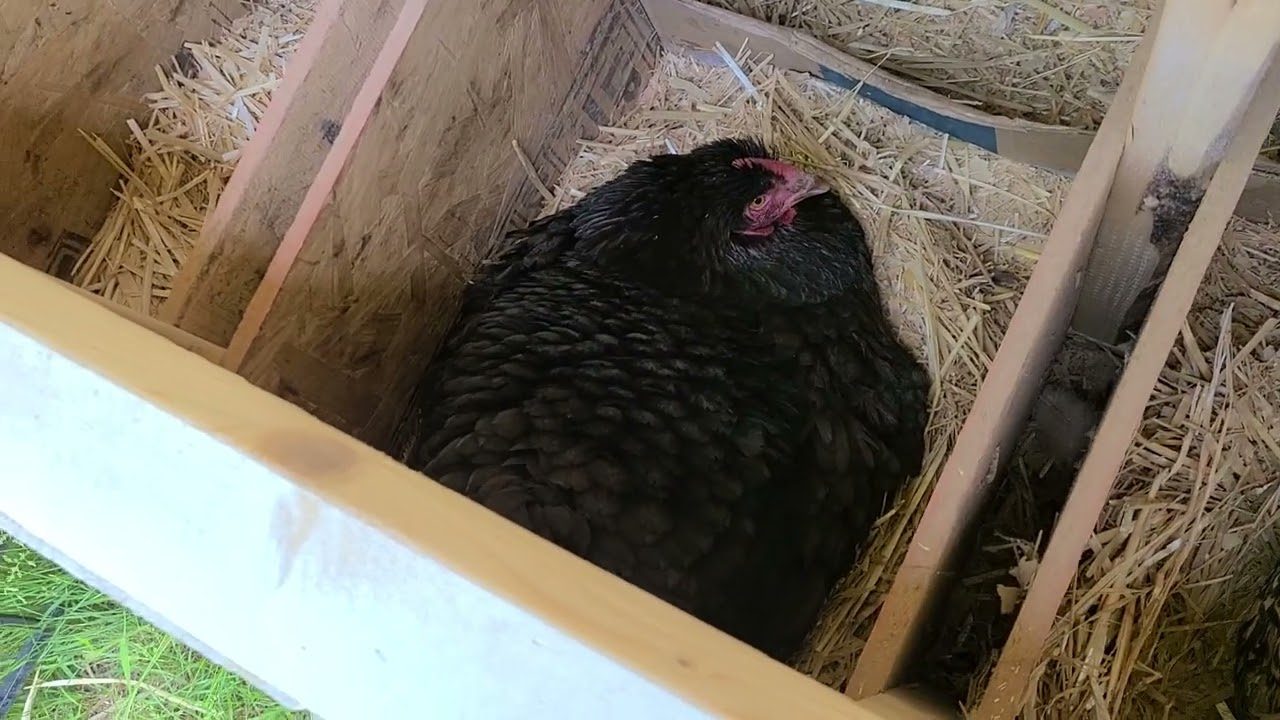 May 26, 2025, Gracie is broody again! 5 eggs!