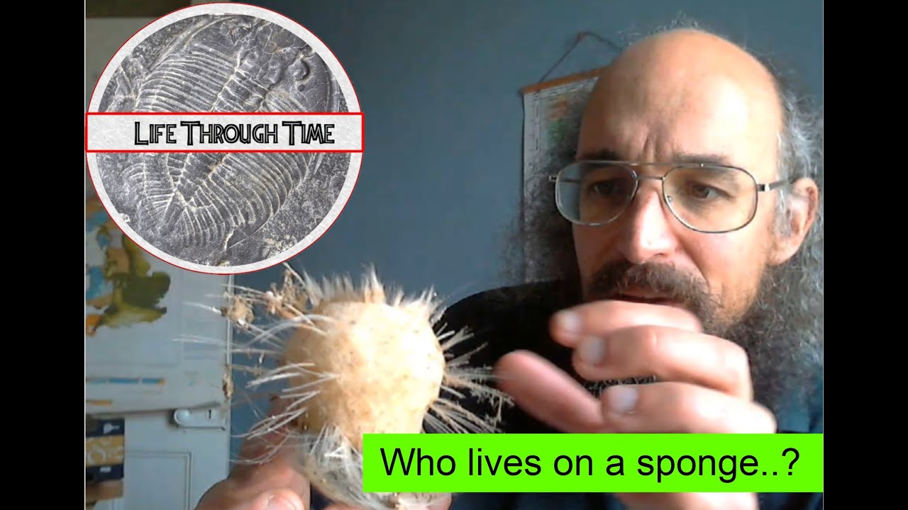 Sponges as apartment blocks: an unexpected ecosystem