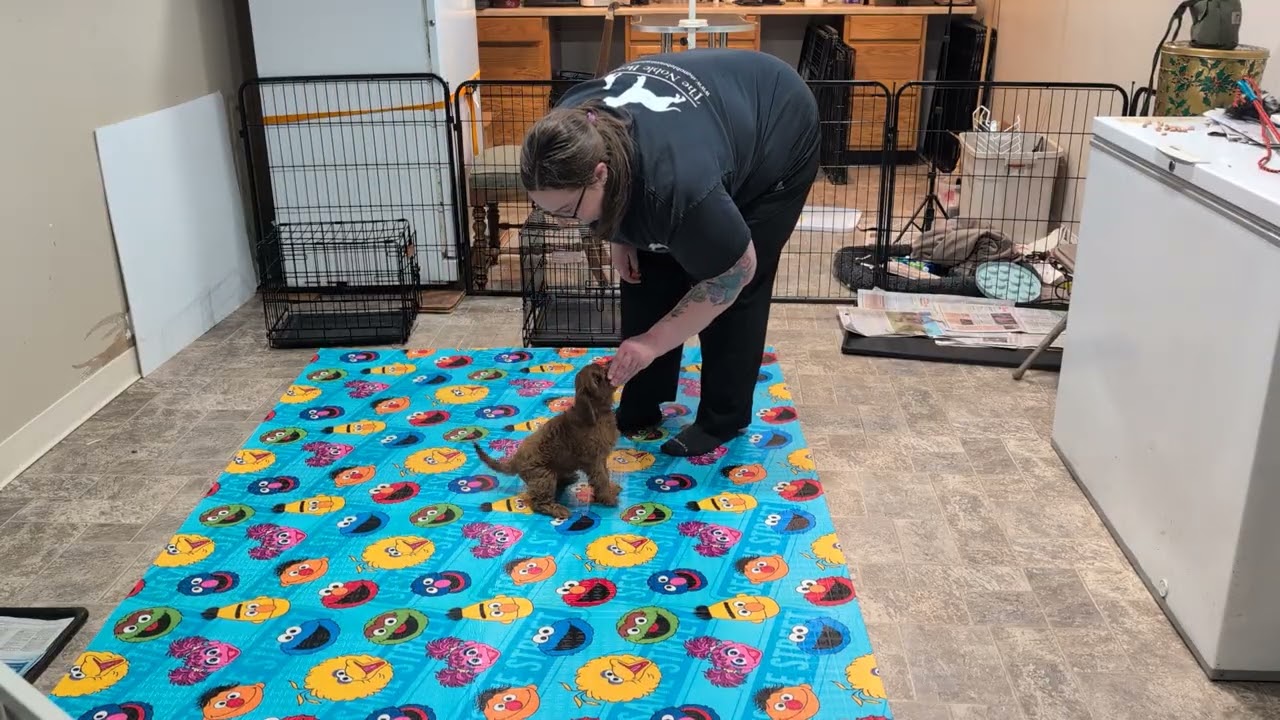 Premier Puppy Lulu Week 1