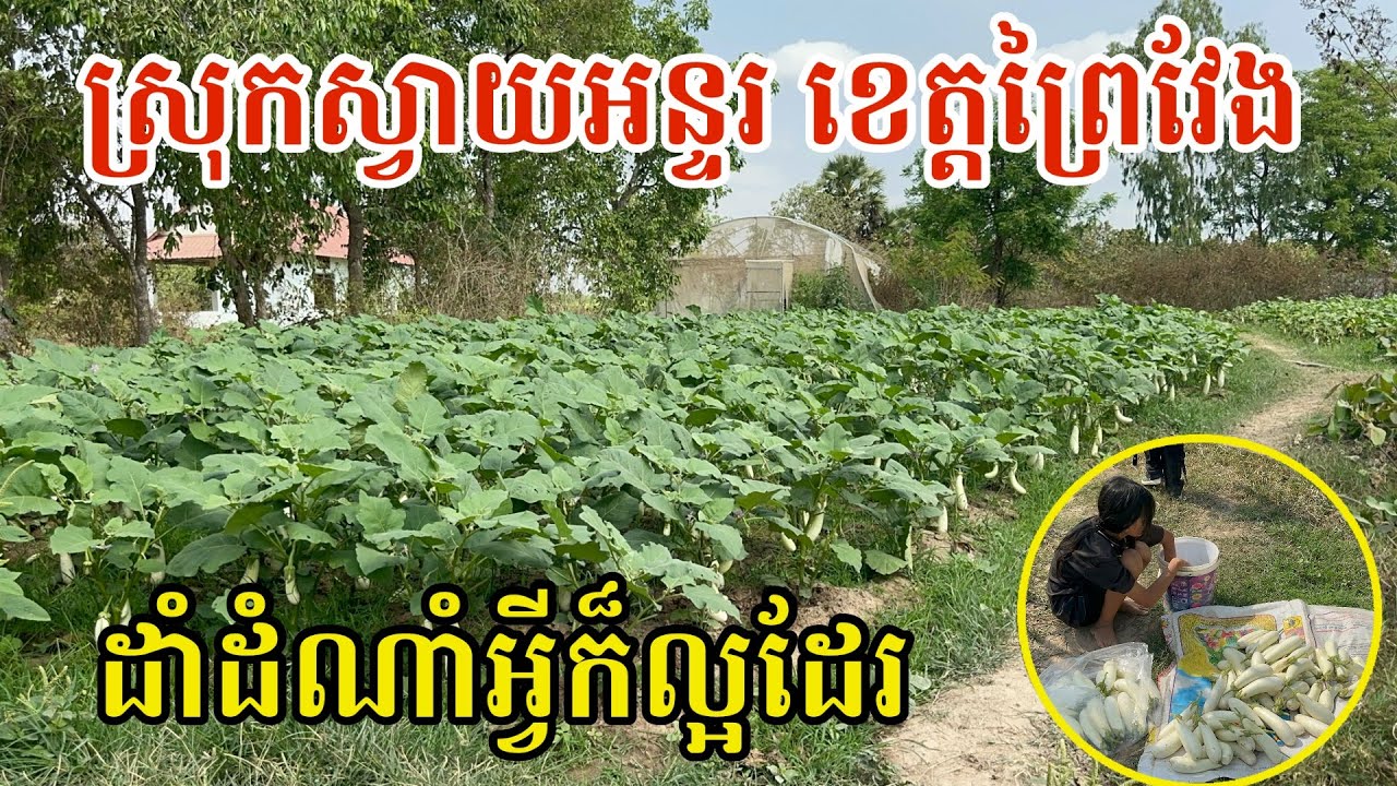 #2983 ទឹកដីស្រុកស្វាយអន្ទរ ខេត្តព្រៃវែង ដាំដំណាំអ្វីក៏បានផល | សម្បត្តិជន 