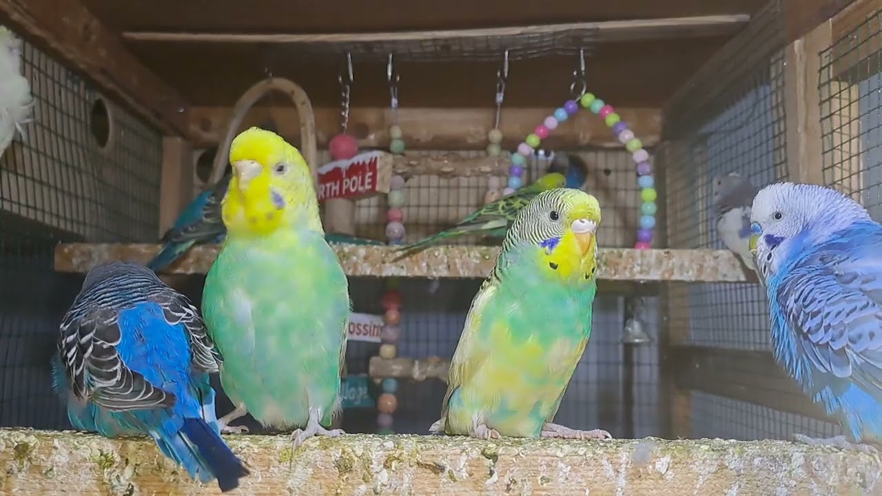 Baby Parrots – Sweet Little Chicks!