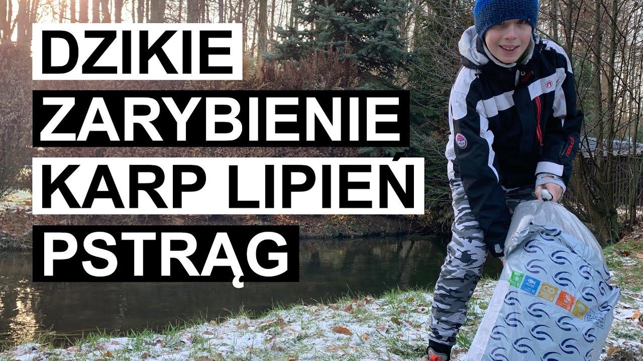 Zarybiamy staw - karp, pstrąg, lipień! Dzikie nielagalne zarybienie